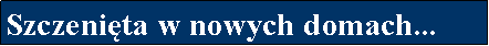 Pole tekstowe: Szczeni�ta w nowych domach...